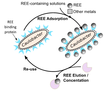 REE recovery diagram 